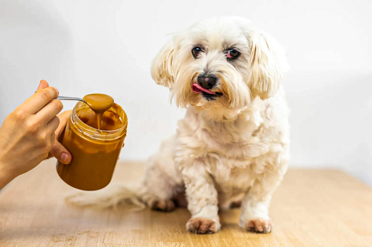 Human Foods Dogs Can & Can't Eat Over the Holidays
